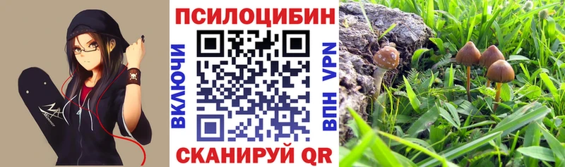 Галлюциногенные грибы Psilocybe  Пойковский 